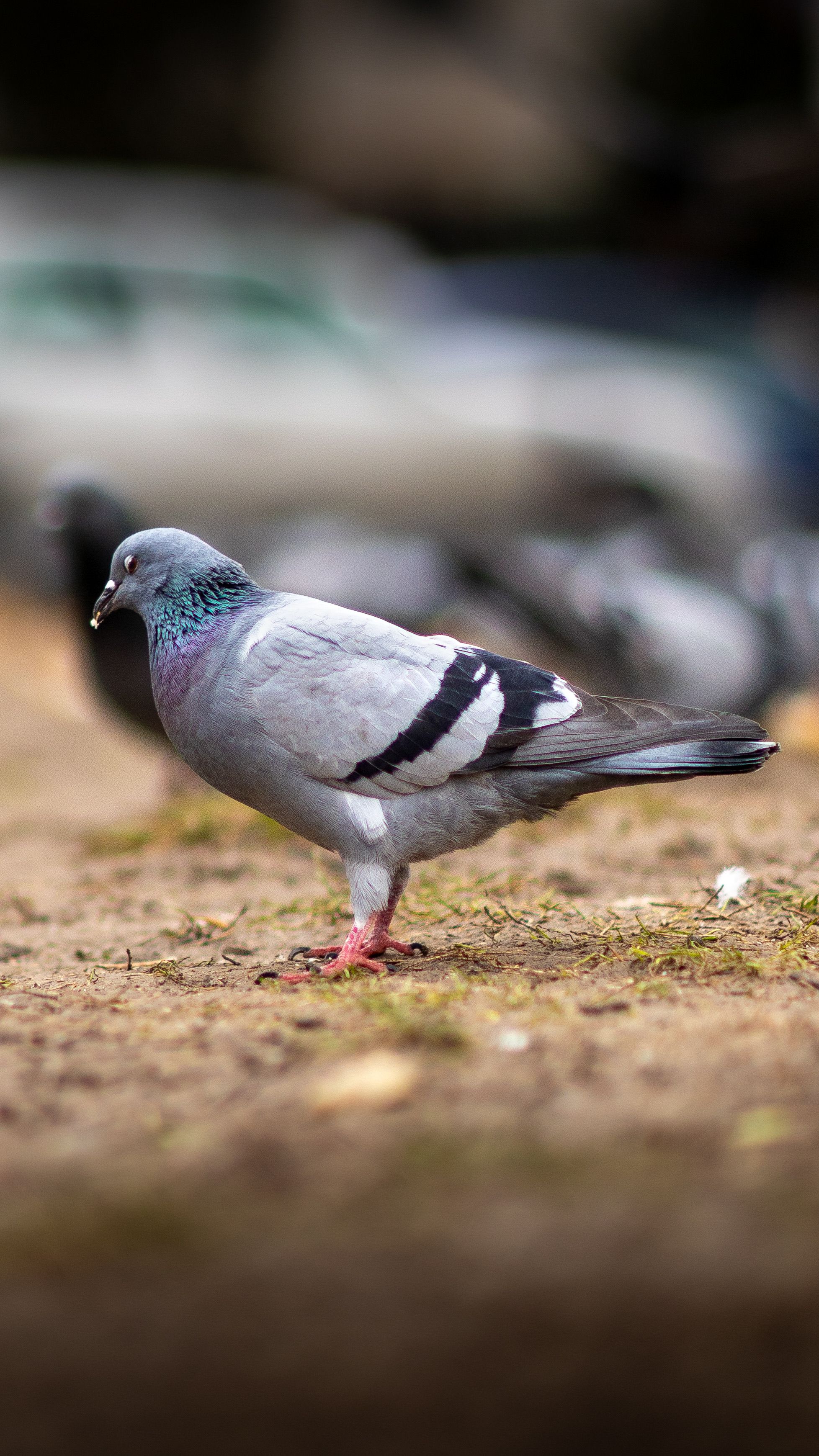 Detailed view of a city pigeon walking on the ground in an urban area.