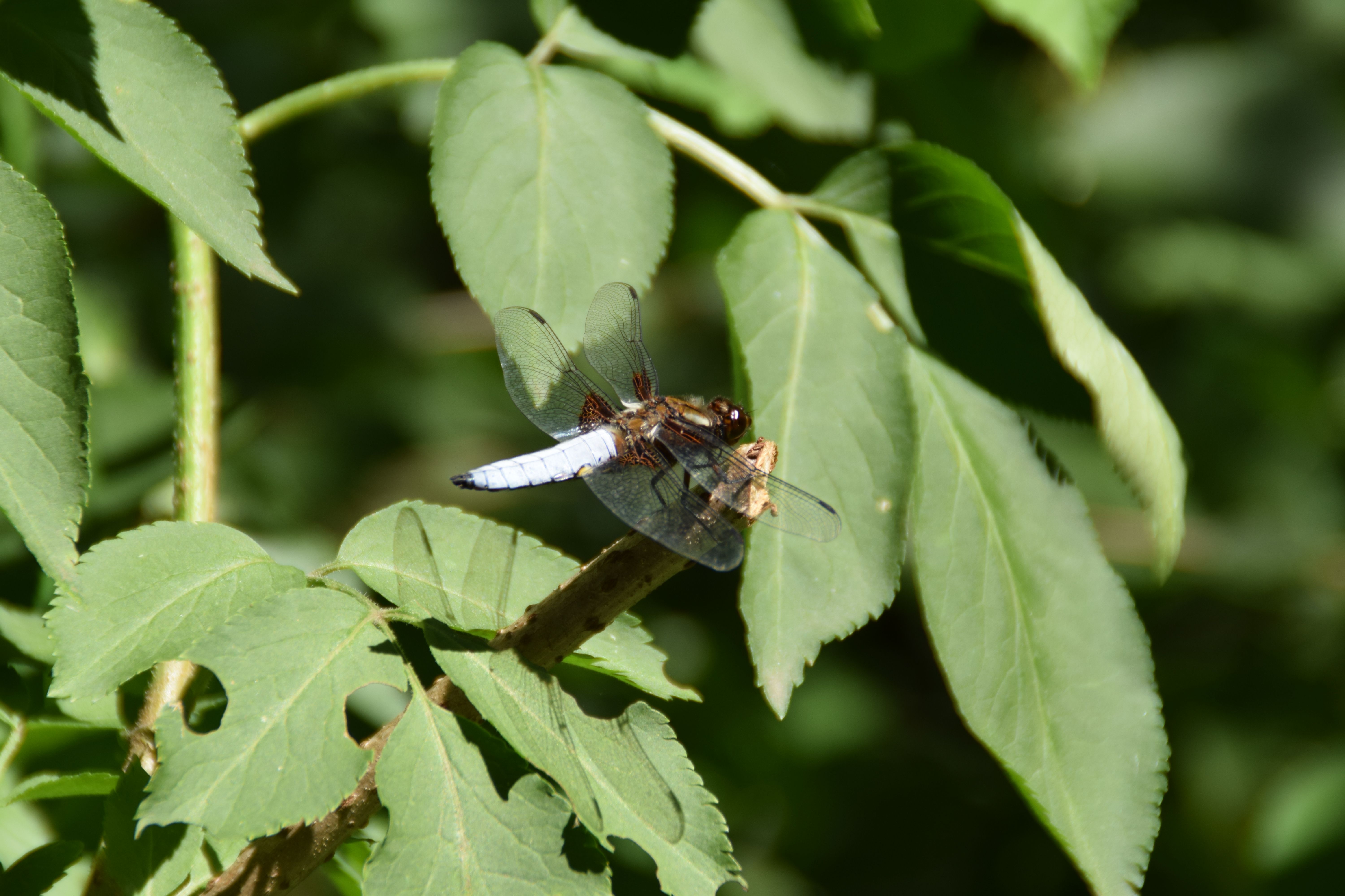 Close-up of a Dragonfly Resting on Green Leaves · Free Stock Photo