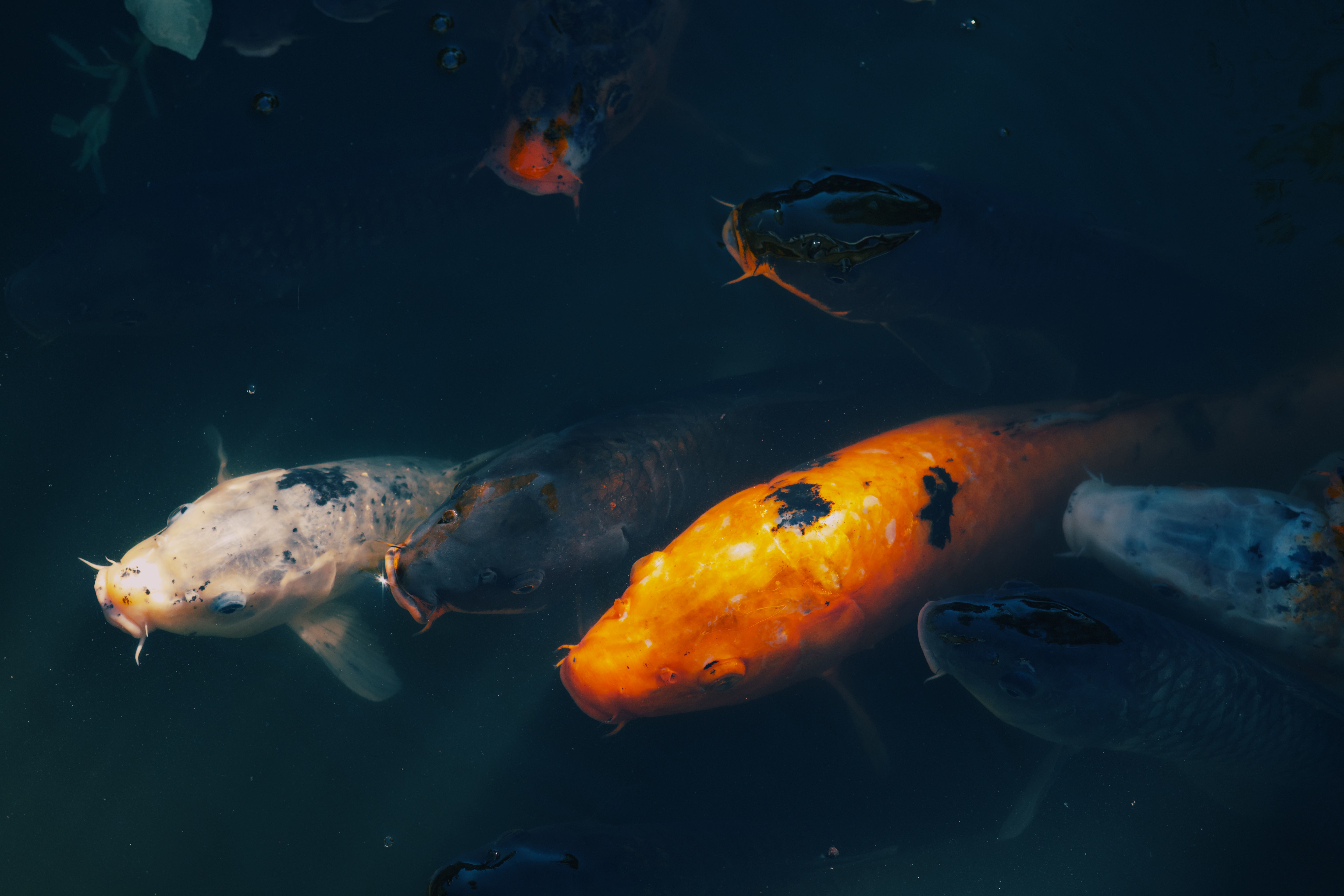 Colorful Koi Fish in Serene Garden Pond · Free Stock Photo