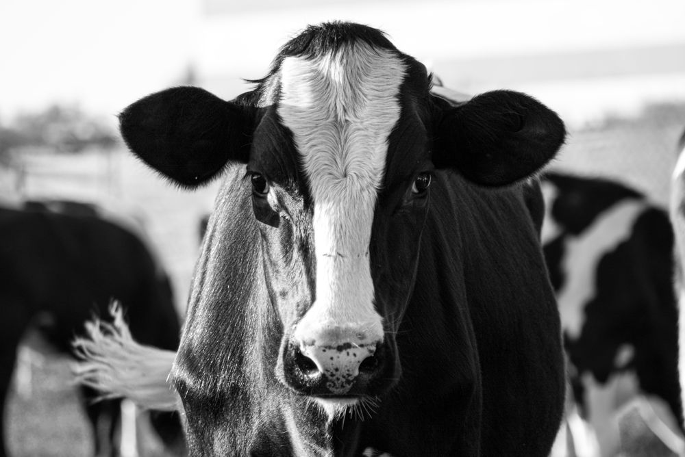 Black and white Holstein cow facing the camera in a sunny pasture