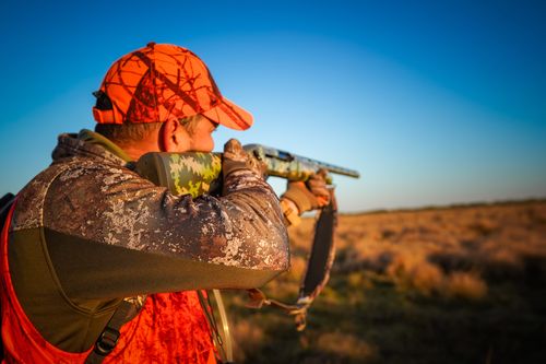 Free A hunter in camouflage and orange gear aiming a shotgun in a Florida field at sunset. Stock Photo