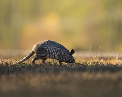 Free Nine-banded armadillo foraging in grassy field at sunset, highlighting its textured shell. Stock Photo