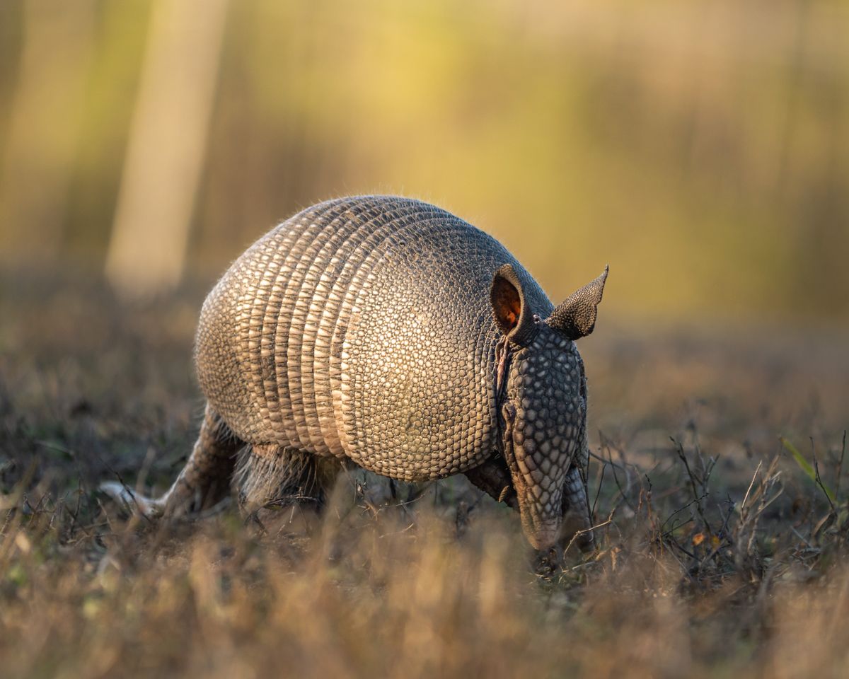 Armadillo in a residential backyard near a crawl space vent
