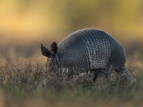 Free Captivating image of an armadillo exploring grasslands during daylight. Stock Photo