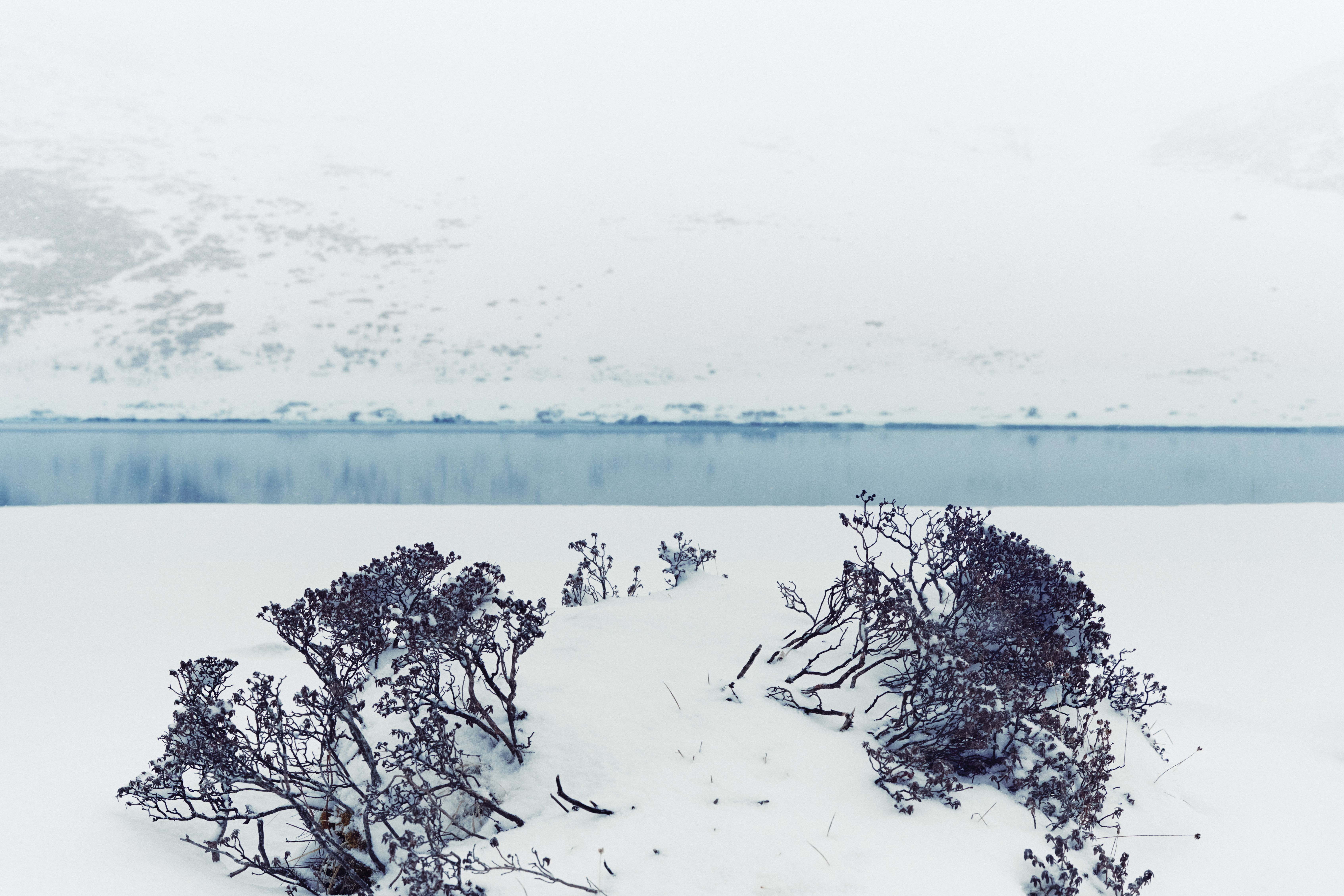 Serene Snowy Landscape with Frosted Bushes · Free Stock Photo