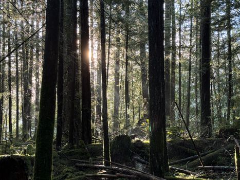 A peaceful forest scene with sunlight filtering through tall trees, creating a serene atmosphere.