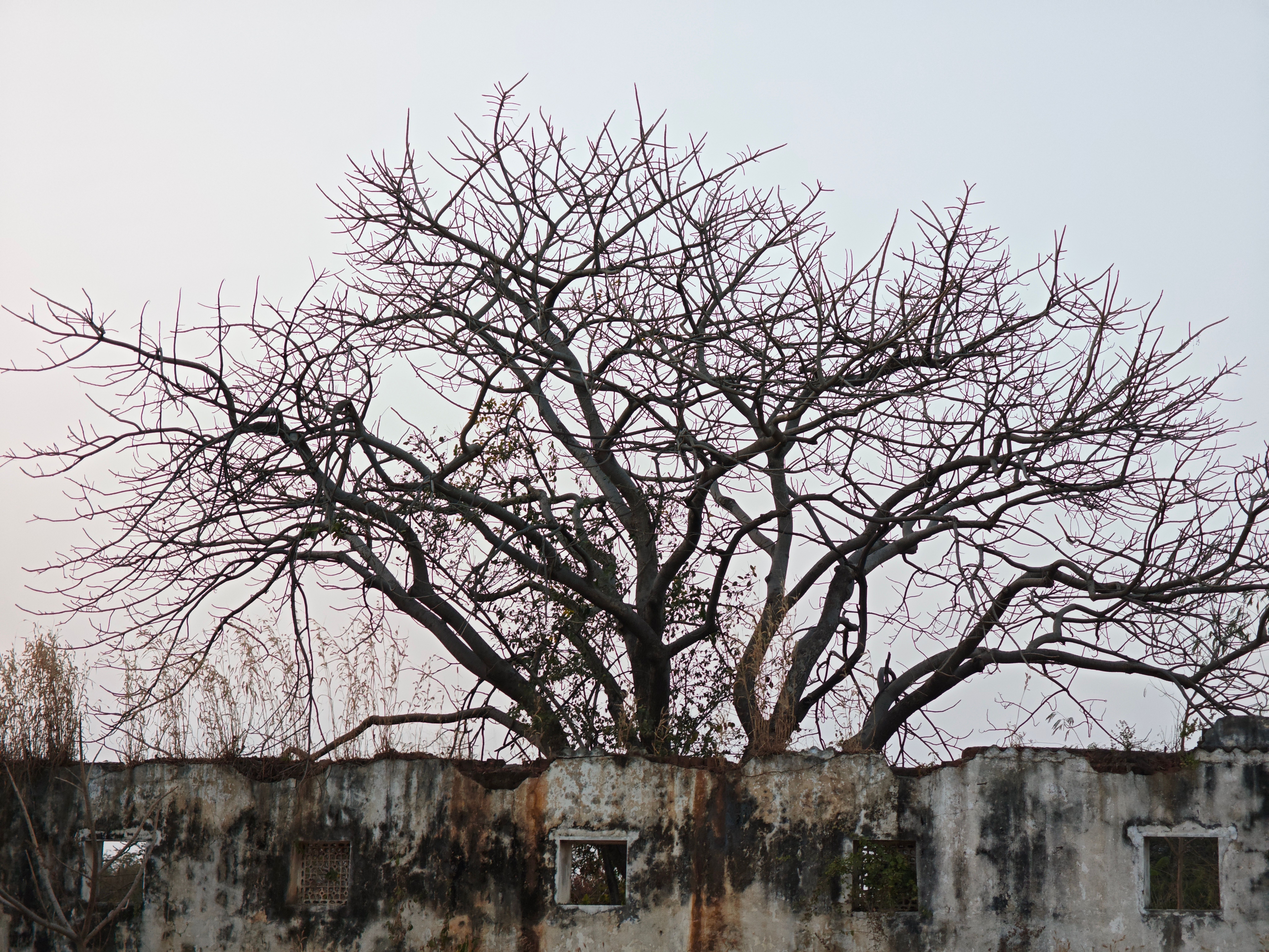 What is considered a junk tree? - The Institute for Environmental ...