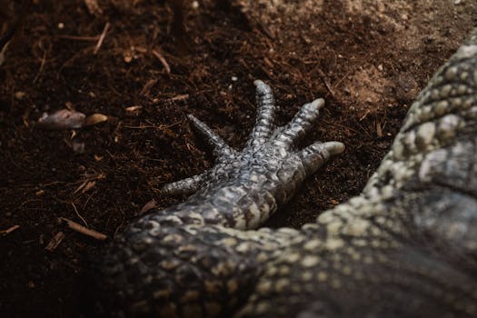 Detailed image of a reptile claw on dark soil, showcasing texture and scales.