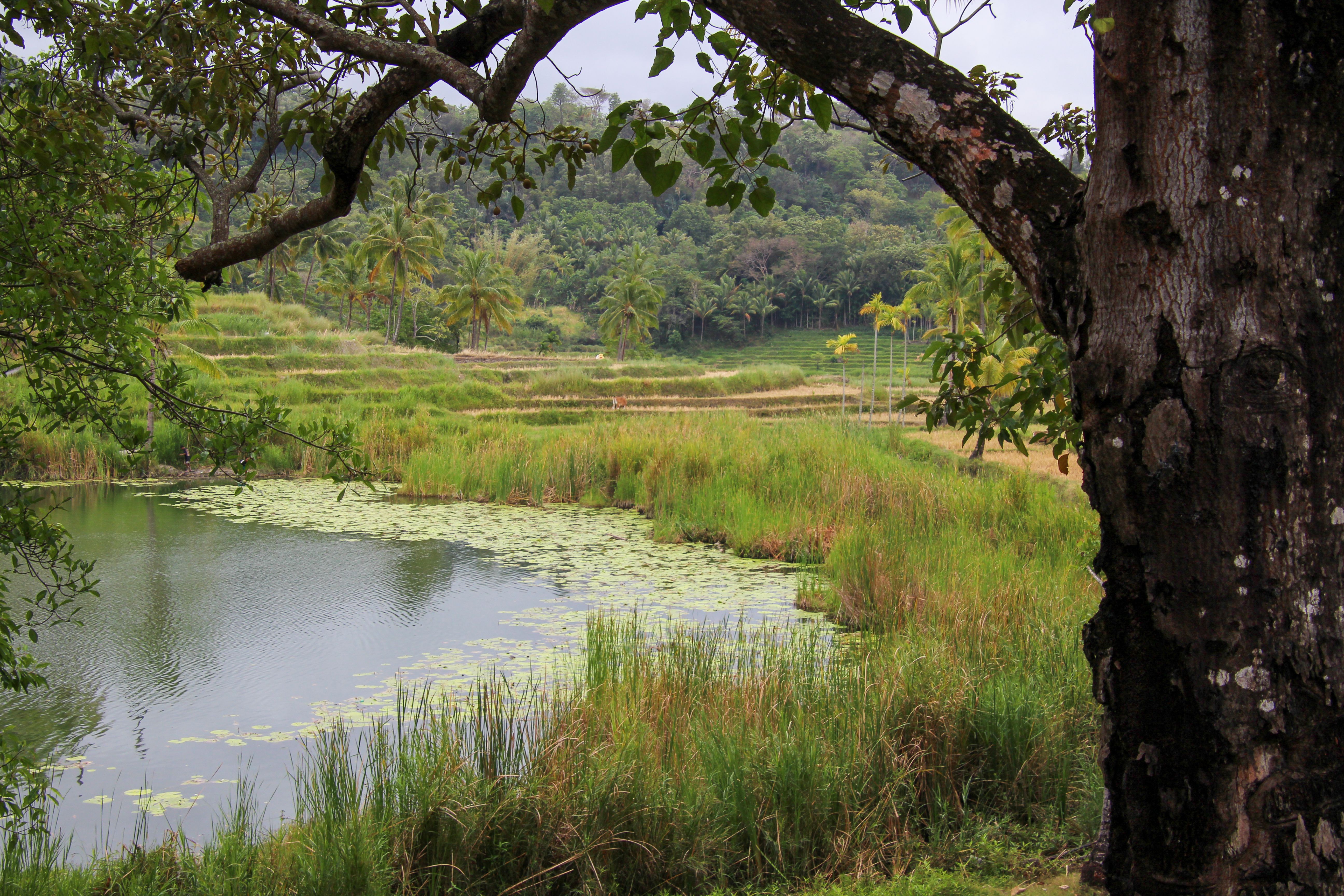 View of lush rice terraces and pond framed by a tree in Venilale, Timor-Leste.