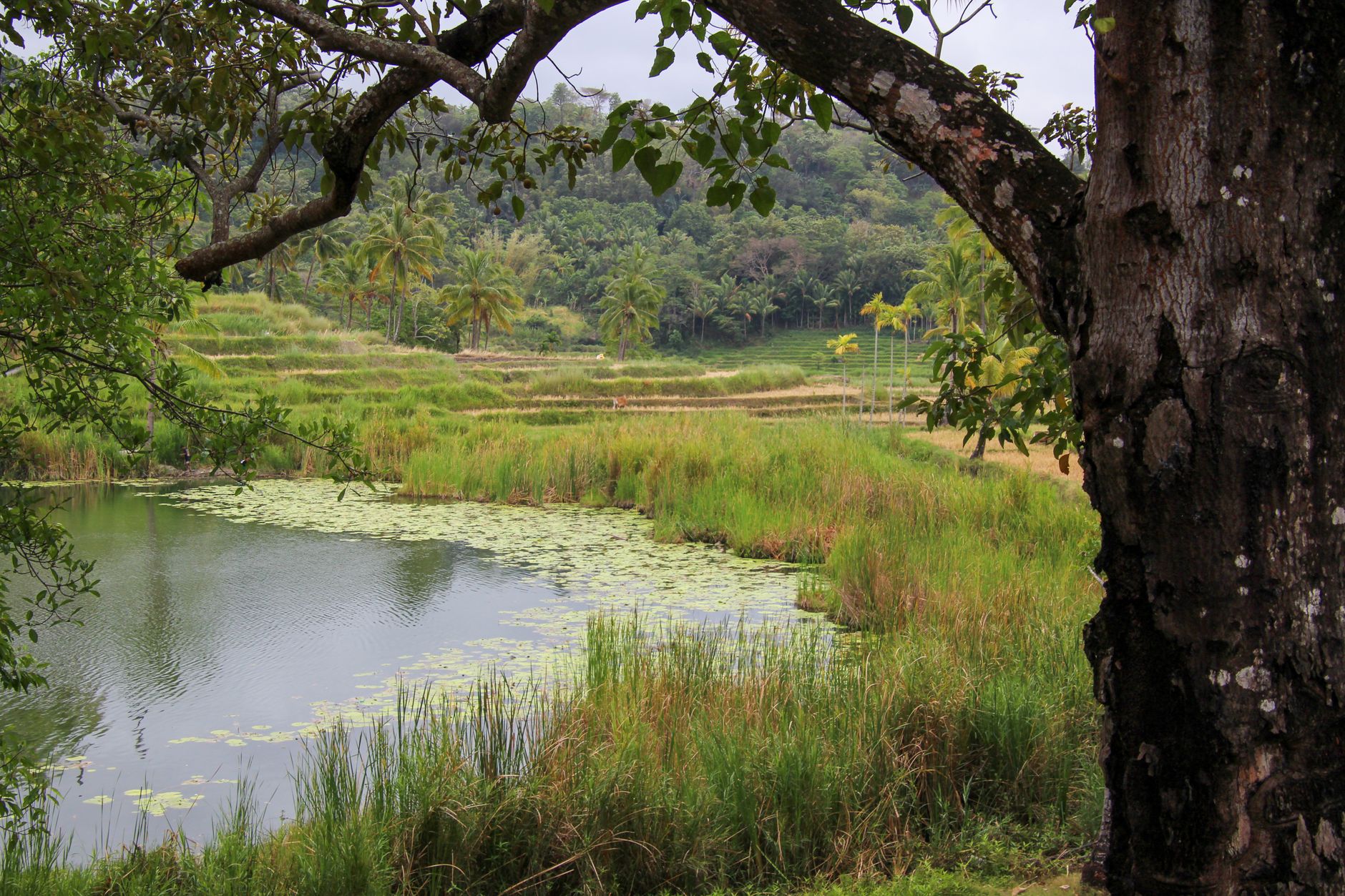 View of lush rice terraces and pond framed by a tree in Venilale, Timor-Leste.