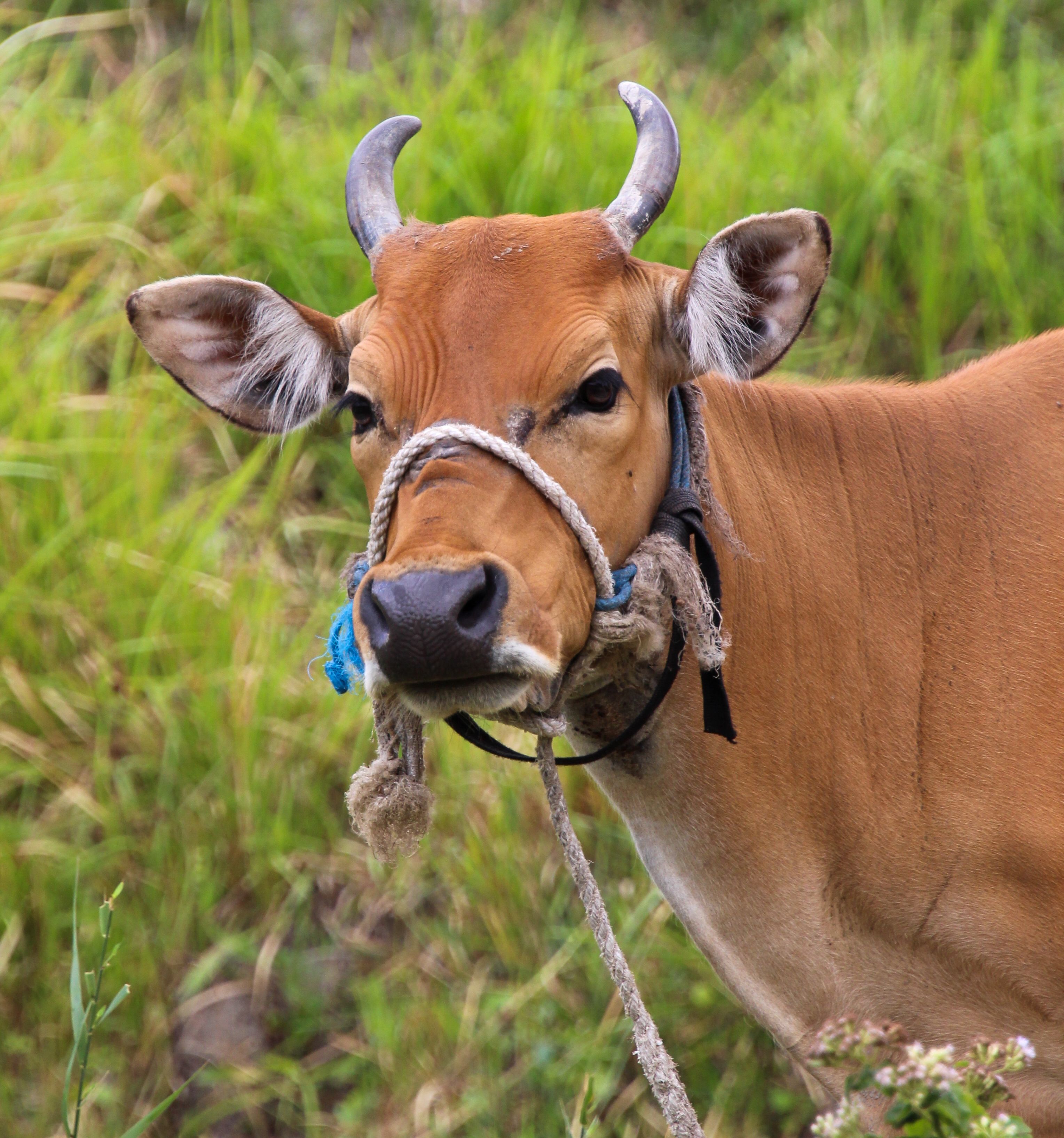 Close-up of a Zebu Cow in Timor-Leste · Free Stock Photo