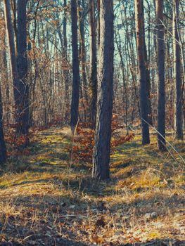 Tranquil forest scene showcasing tall trees in a sunlit winter setting.