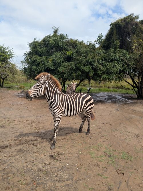 Free A zebra stands in an outdoor setting with lush greenery, captured during the day. Stock Photo