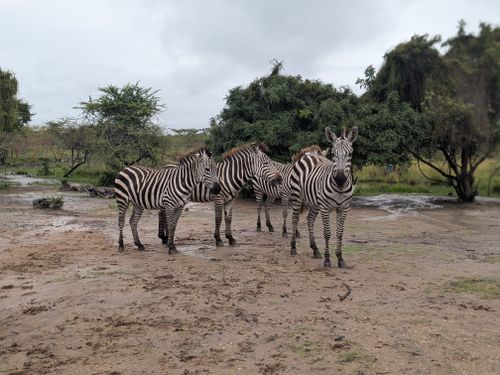 Free Group of zebras standing in the natural habitat of Dar es Salaam, Tanzania. Stock Photo