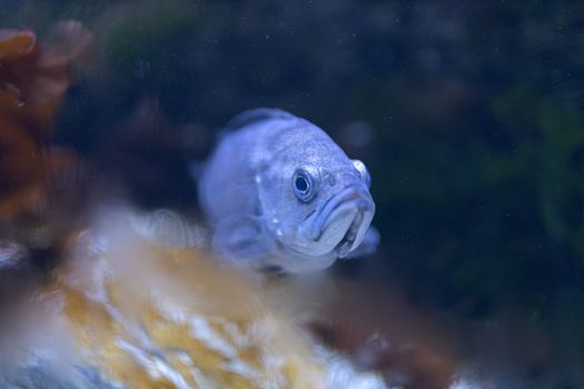 Detailed close-up of a blue fish swimming against a blurred aqua background.