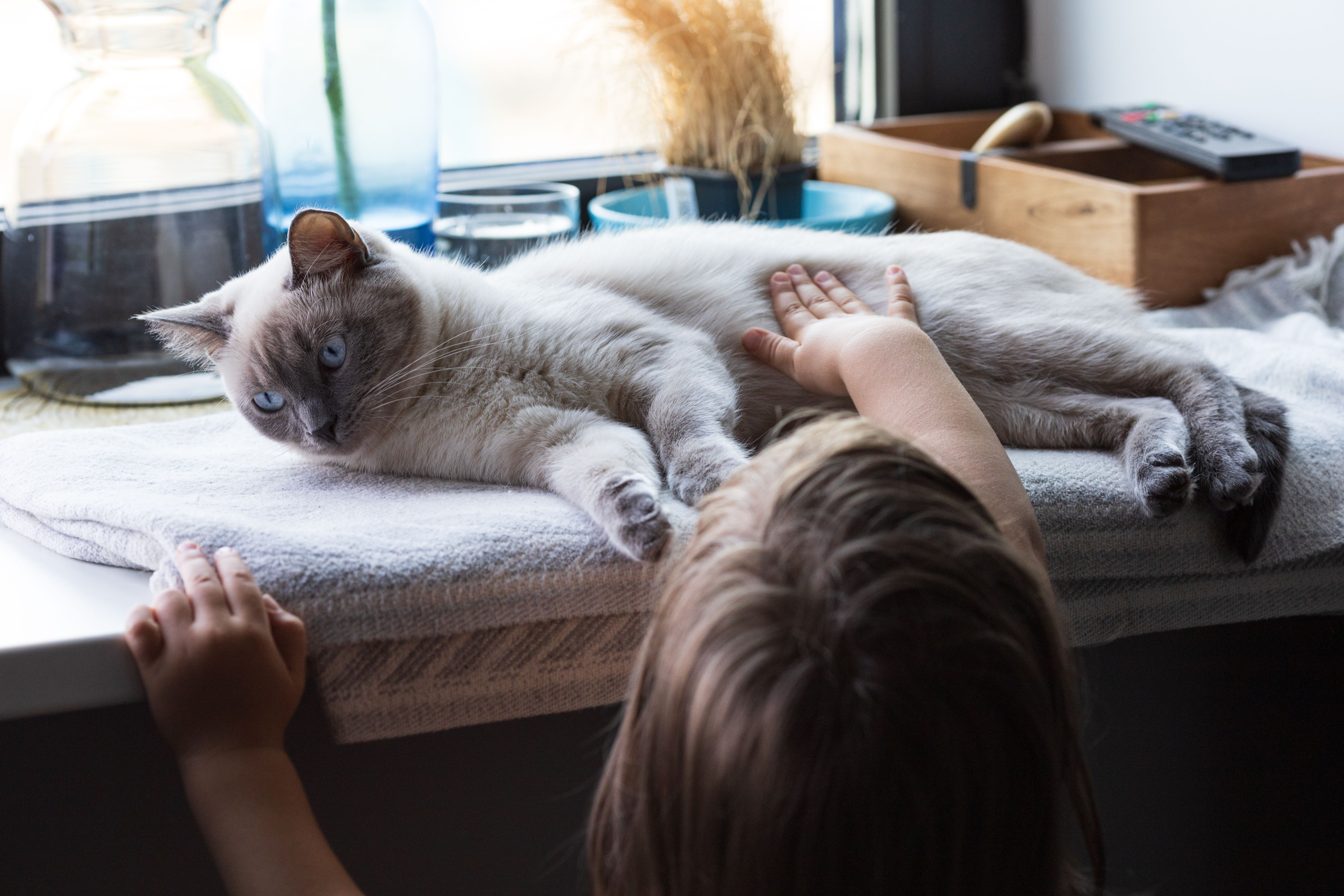 猫咪疫苗与驱虫完整指南：时间表与注意事项