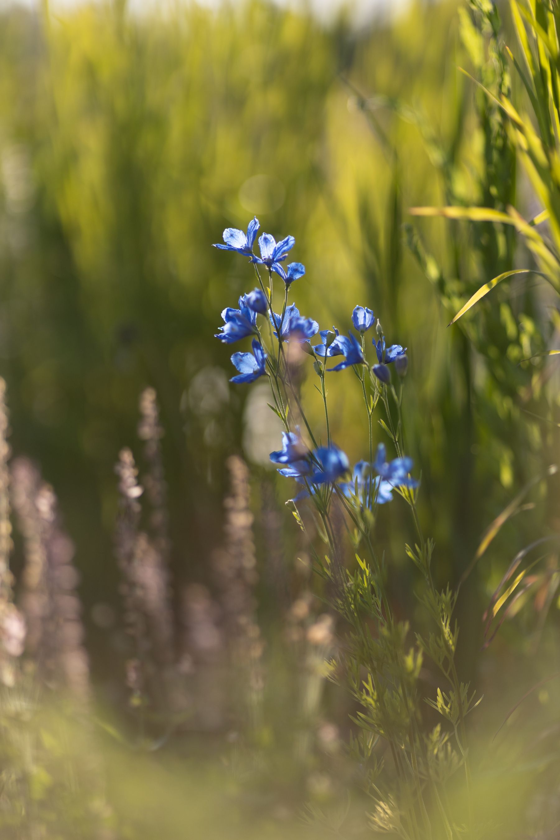 Larkspur flower spikes in a garden