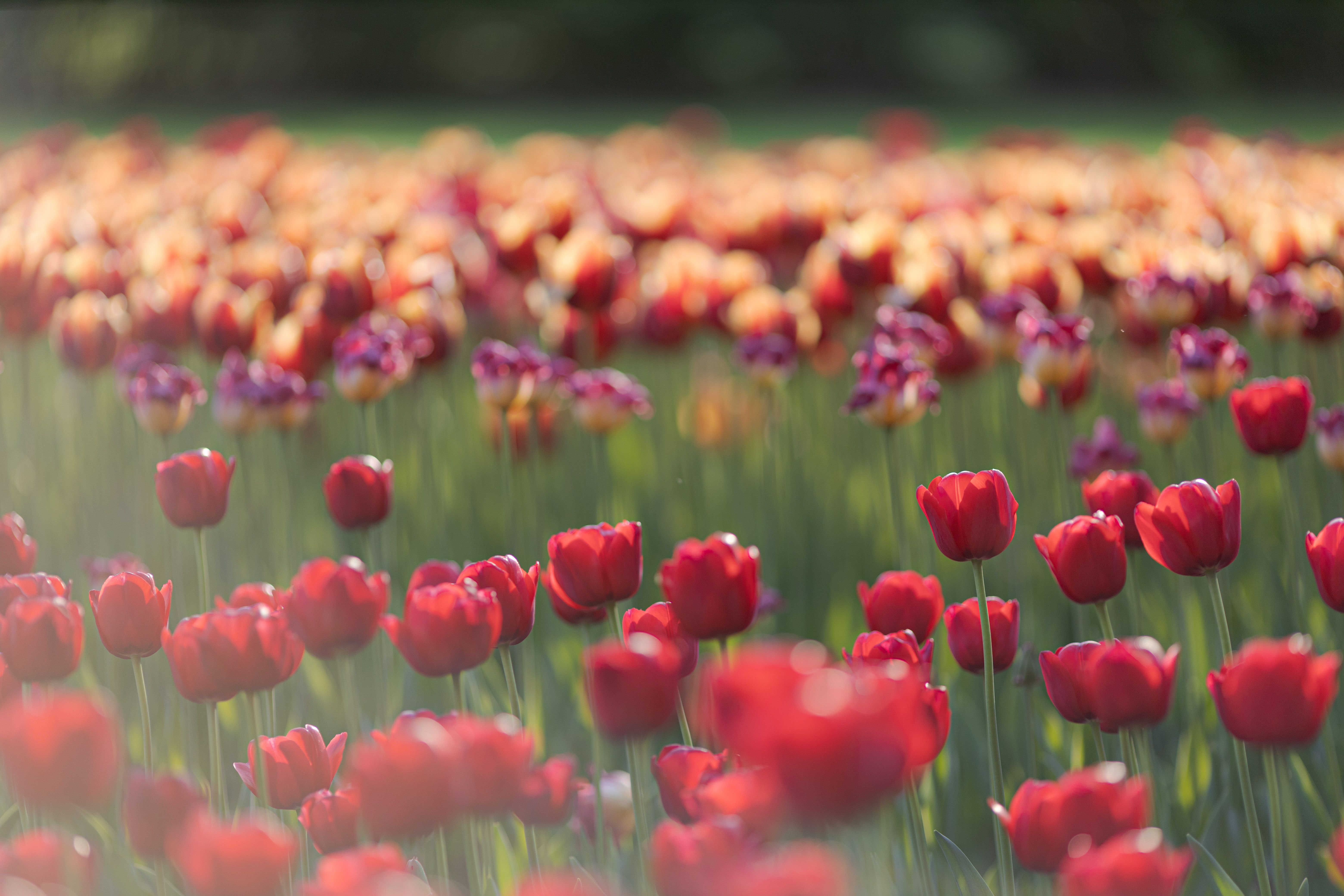tulip garden flowers