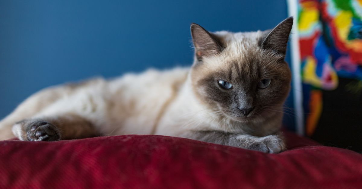 Pourquoi mon chat fait-il ses griffes sur le canapé ?