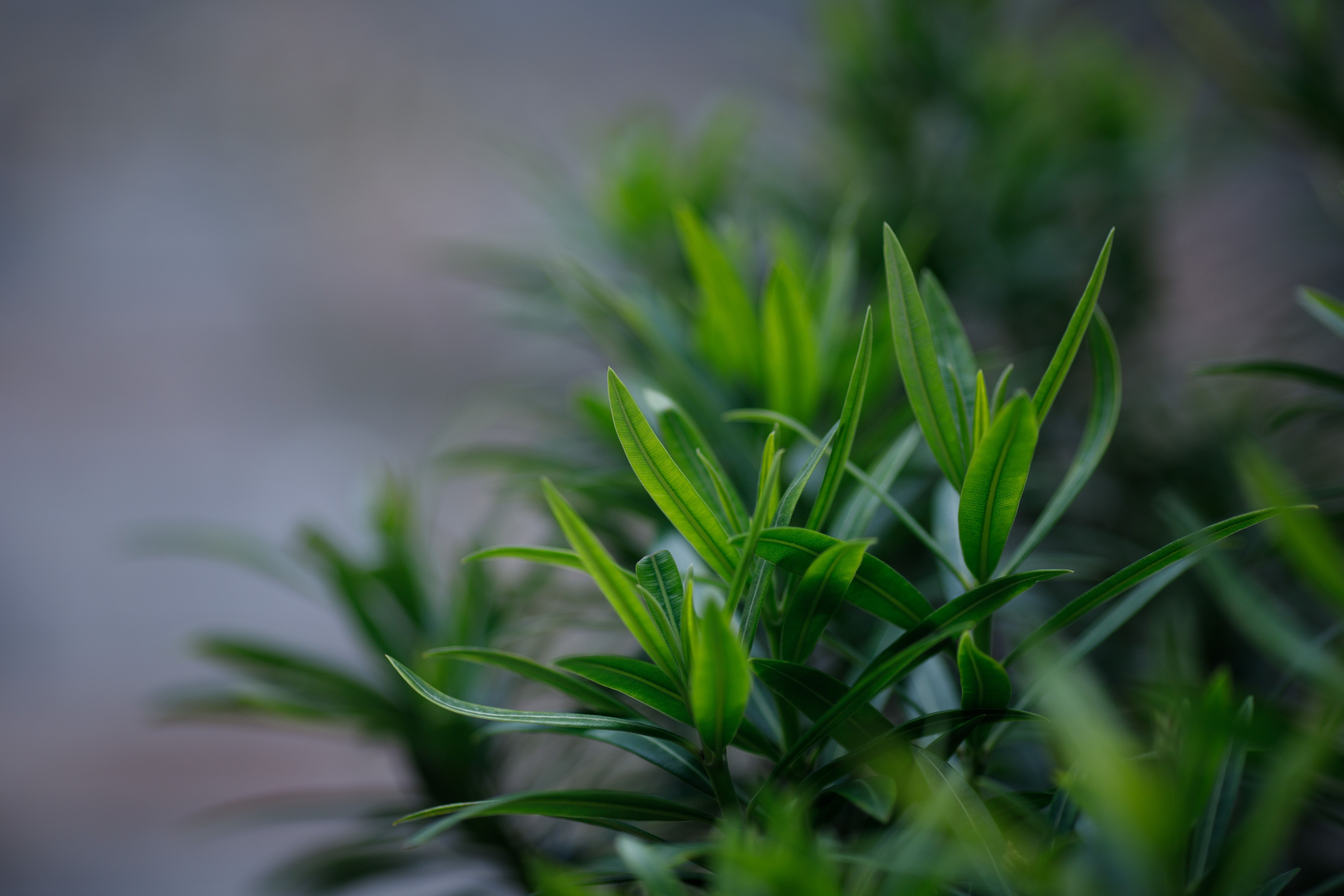 Detalhe de folhas verdes bem cuidadas