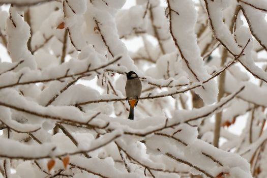 A small bird rests on a branch covered in fresh snow, evoking the serenity of winter.