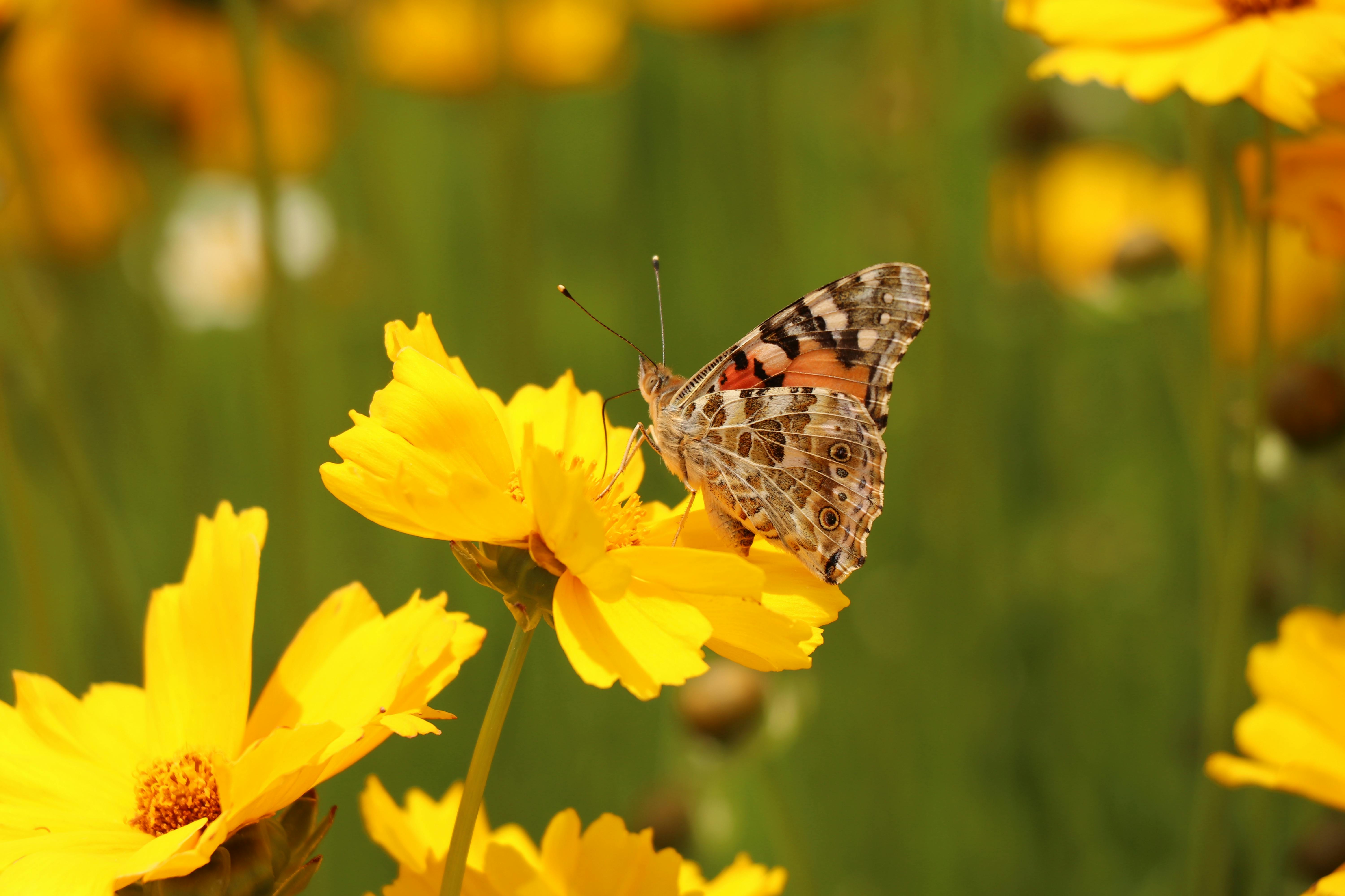 Close-up of a butterfly perched on vibrant yellow flowers in a garden setting.