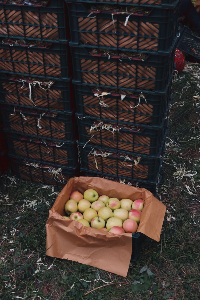 Pommes fraîches récoltées pour le cidre