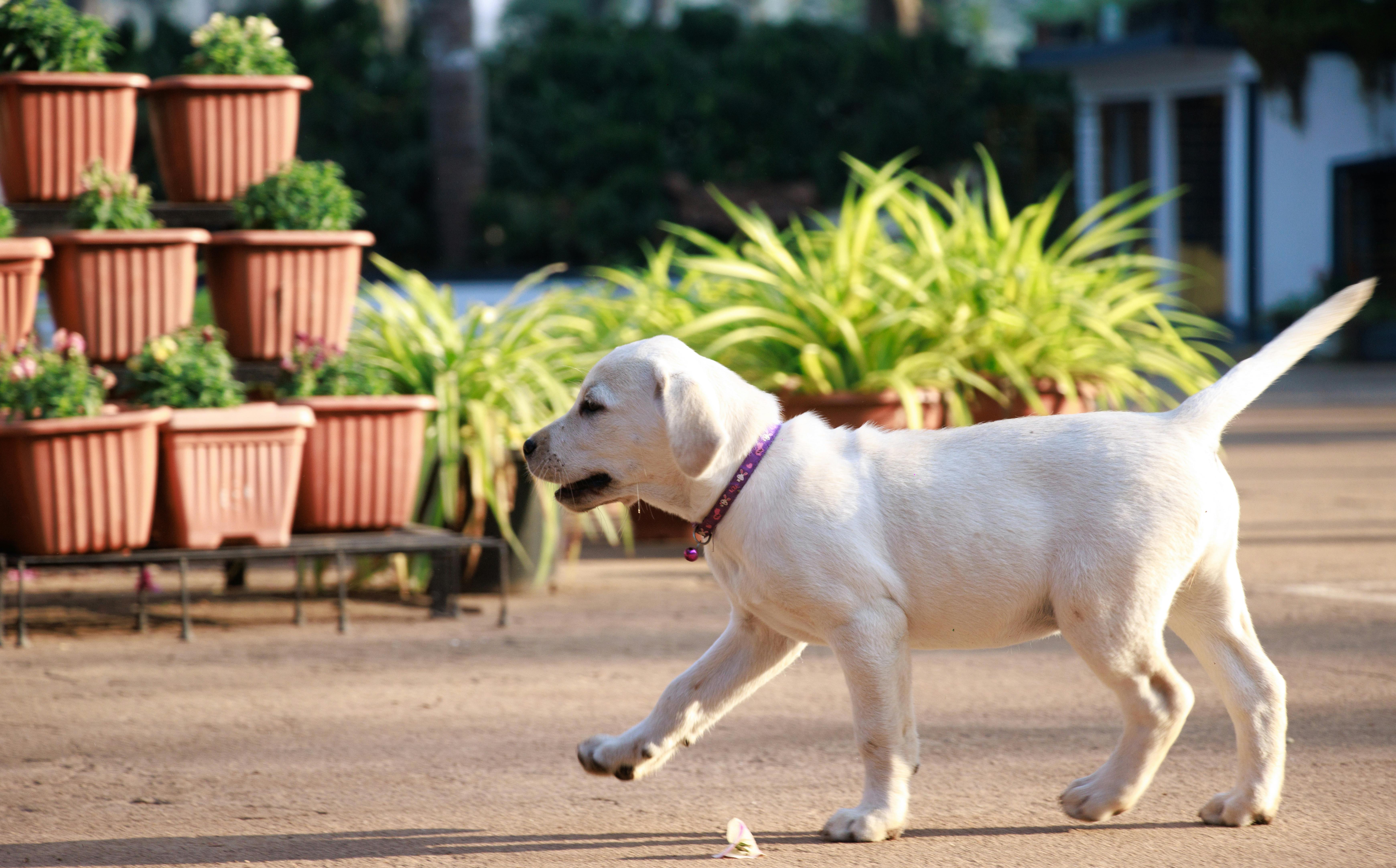 pet lifestyle, pets lifestyle, pet lifestyle store, more lifestyle pets, pet lifestyle bhopal, pet lifestyle centre, pet life