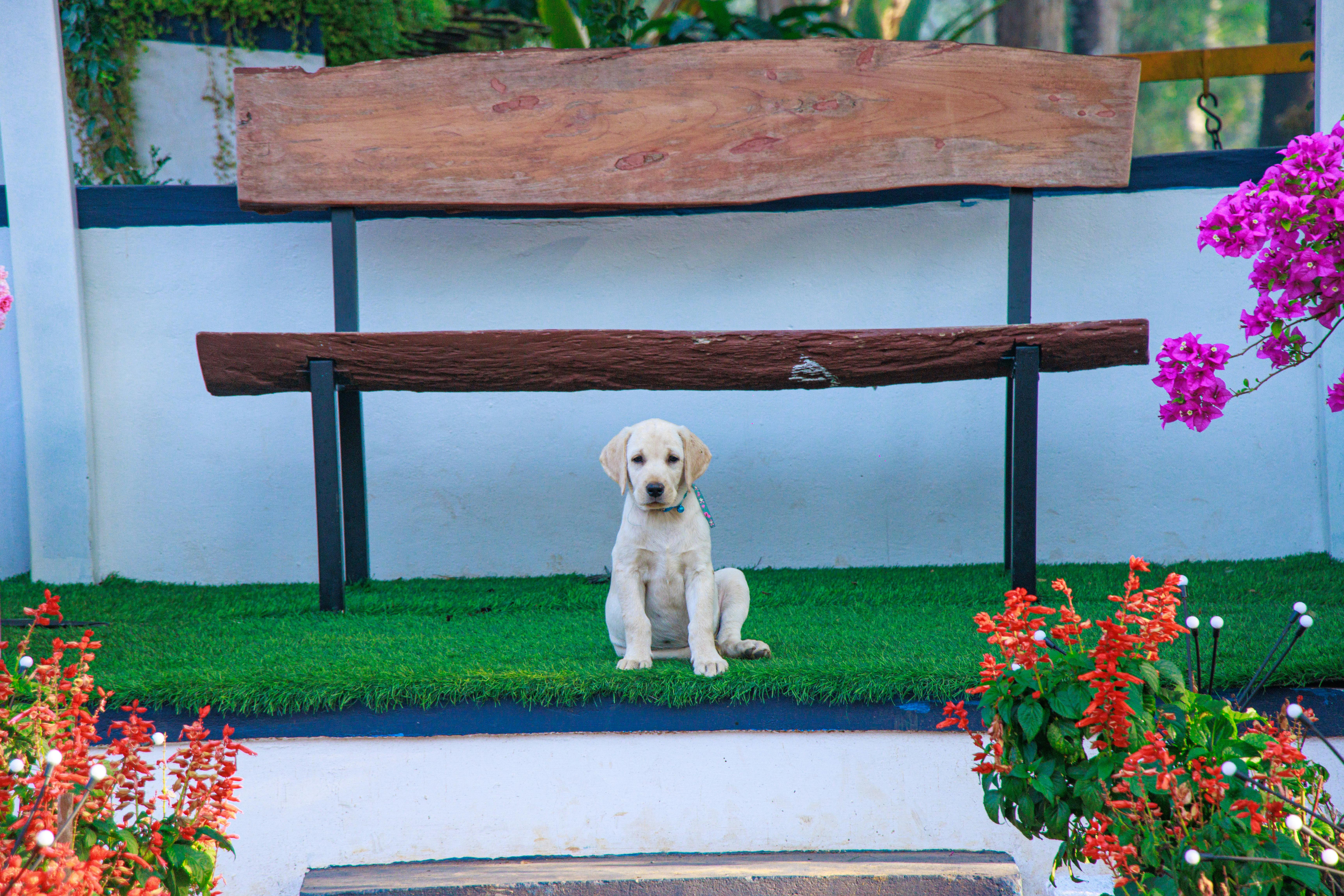 Pet care: Solving puppy tooth troubles and grooming gaffes — Photo by Sanket  Mishra on Pexels