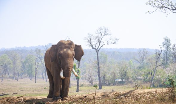 A majestic Indian elephant stands in a serene forest setting, showcasing wildlife beauty.