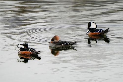 Free Three hooded mergansers glide gracefully across a calm lake, displaying vivid plumage. Stock Photo