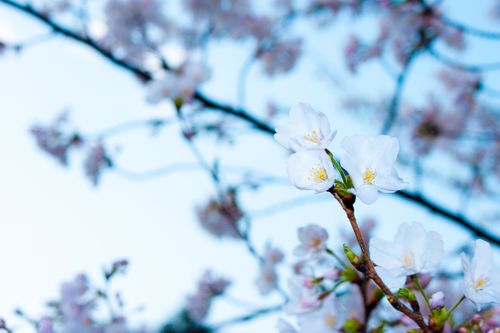 Free A serene close-up of blooming cherry blossoms against a clear blue sky, symbolizing spring beauty. Stock Photo