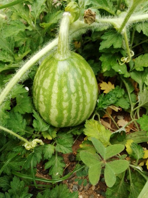 Free Close-up of a watermelon growing among lush green leaves in a garden. Stock Photo