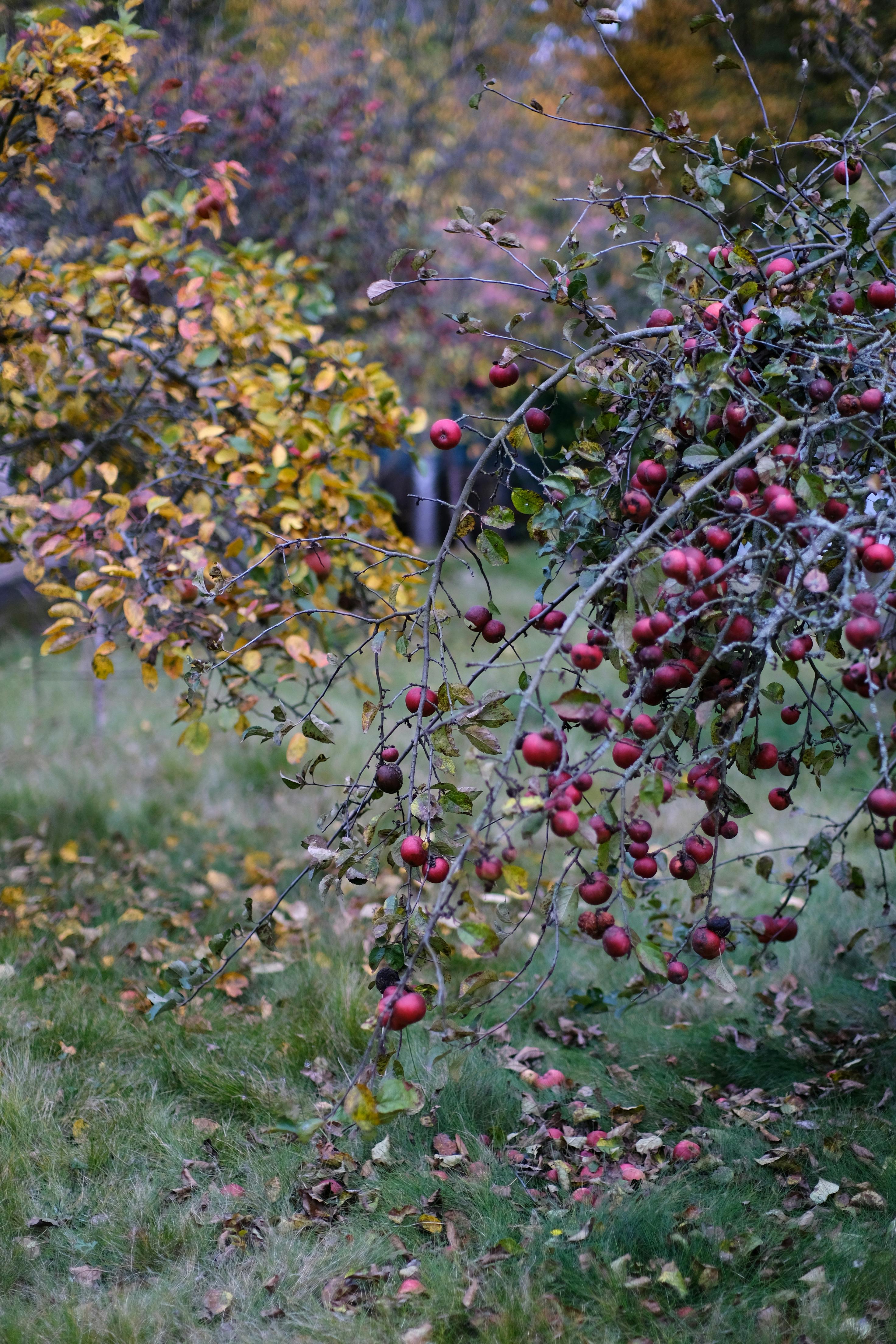 Gratis Immagine gratuita di @all'aperto, abbondanza, agricoltura Foto a disposizione