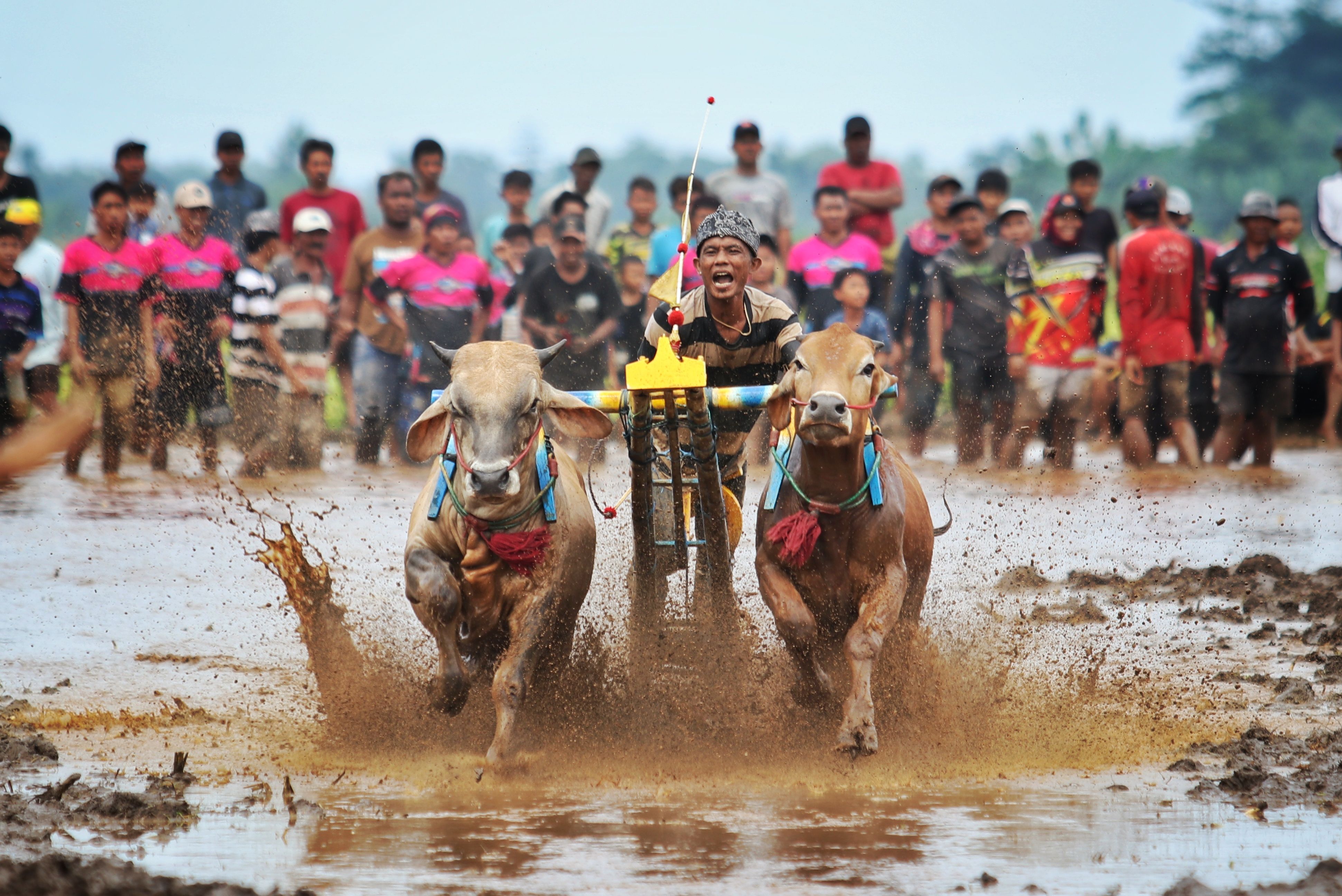 Exciting Bull Race in Jawa Timur, Indonesia · Free Stock Photo