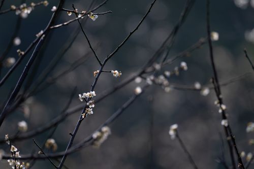 Free Peaceful winter branches with delicate white blossoms against a blurred background. Stock Photo