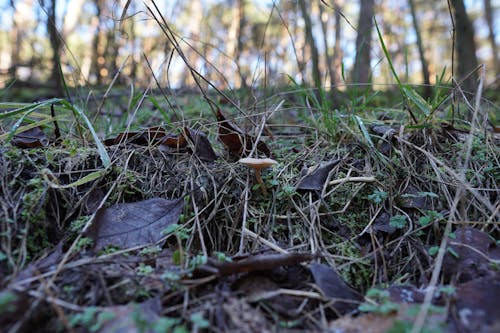 Free stock photo of forest mushroom, grass, mushroom