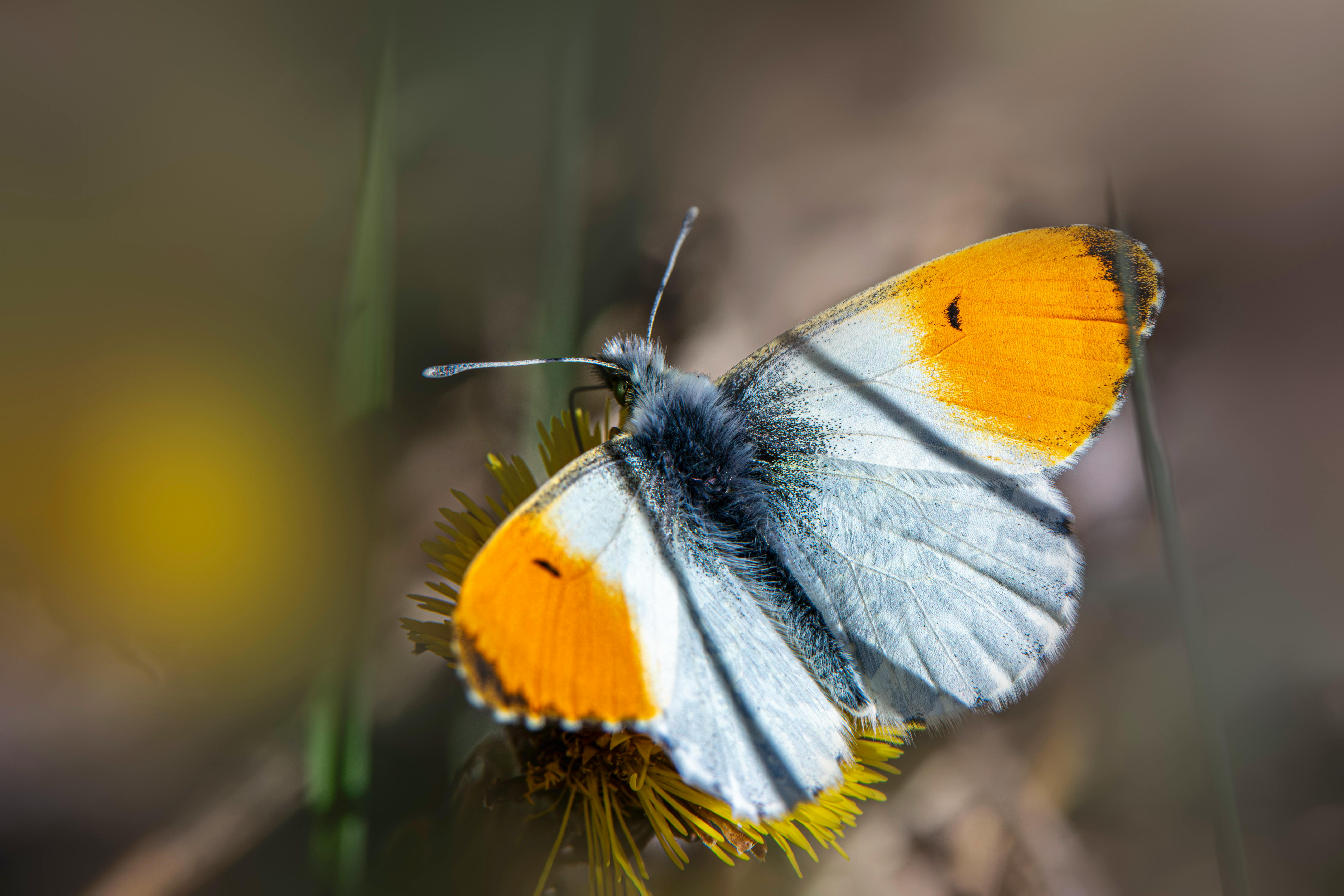 Close-up of an orange tip butterfly perched on a yellow flower in a garden.