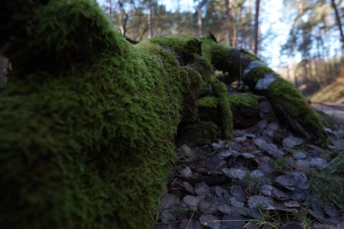 Free stock photo of green color, green moss, mech