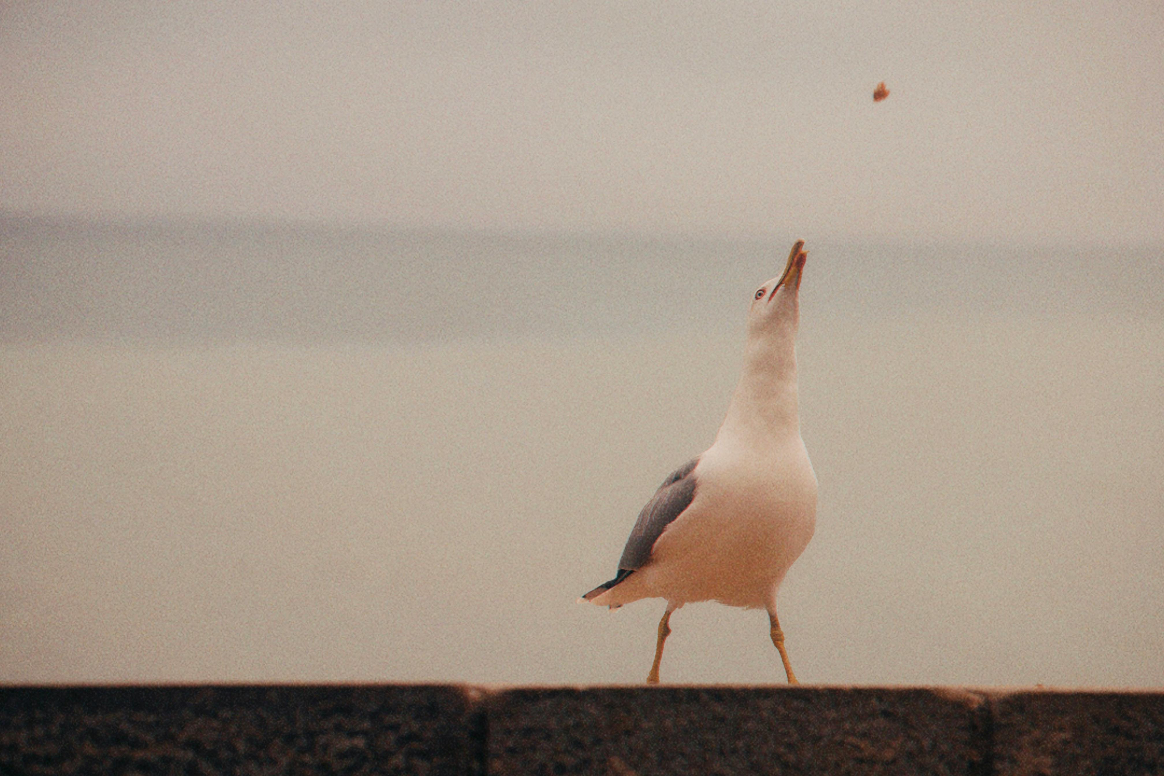 How To Catch Pompano