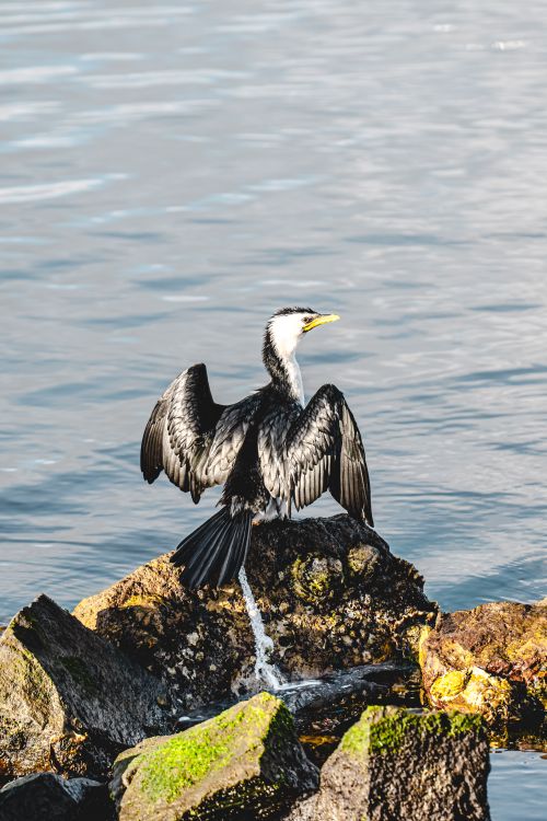 Free A cormorant perches on rocks with wings spread, drying in the sun by the water. Stock Photo