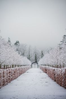 A tranquil snow-covered pathway with frosted trees in Real Sitio de San Ildefonso, Spain.