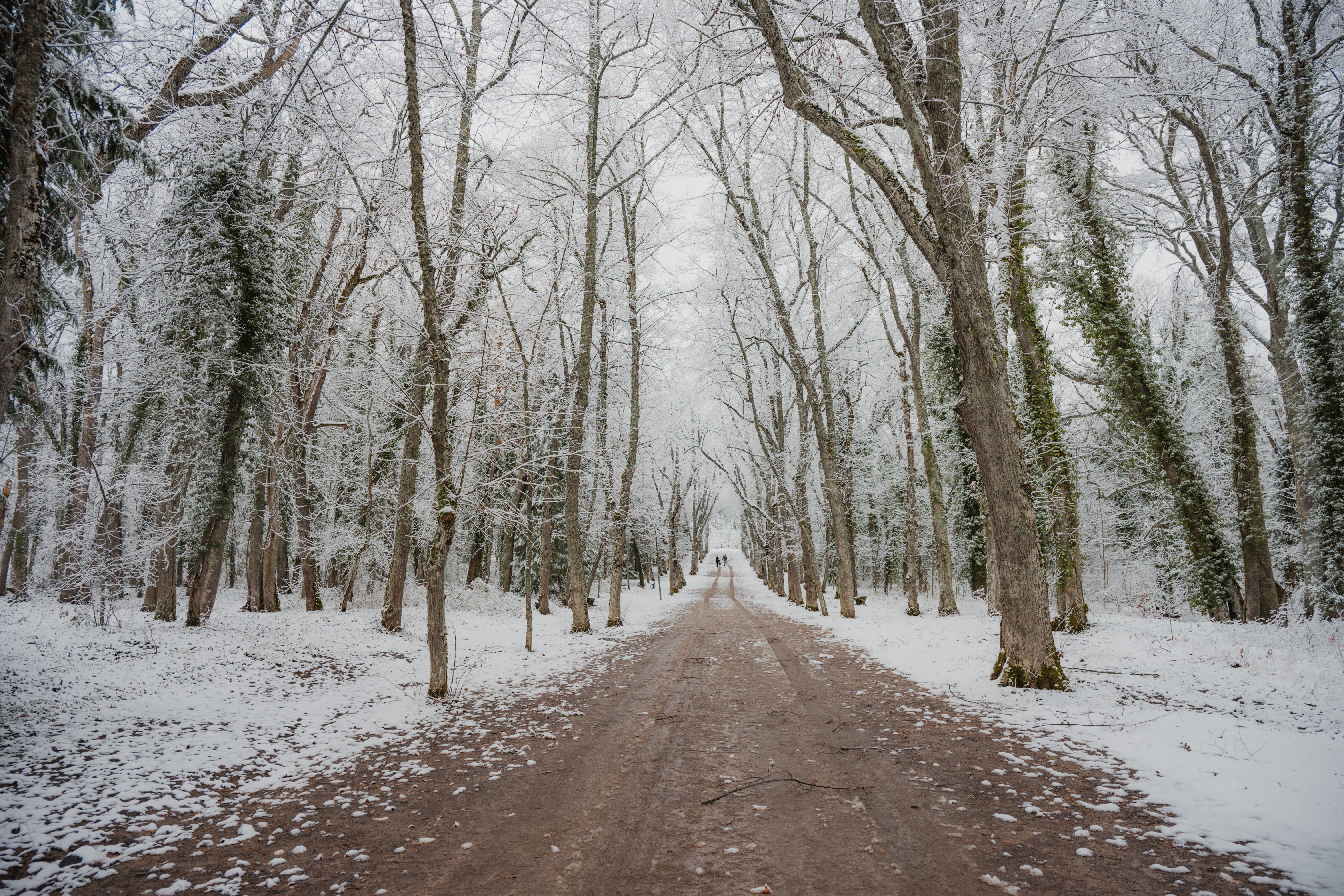 Winter Pathway in Snow-Covered Forest · Free Stock Photo