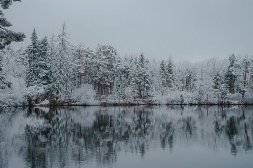Free Serene snow-covered forest with reflection in a still lake during winter. Stock Photo
