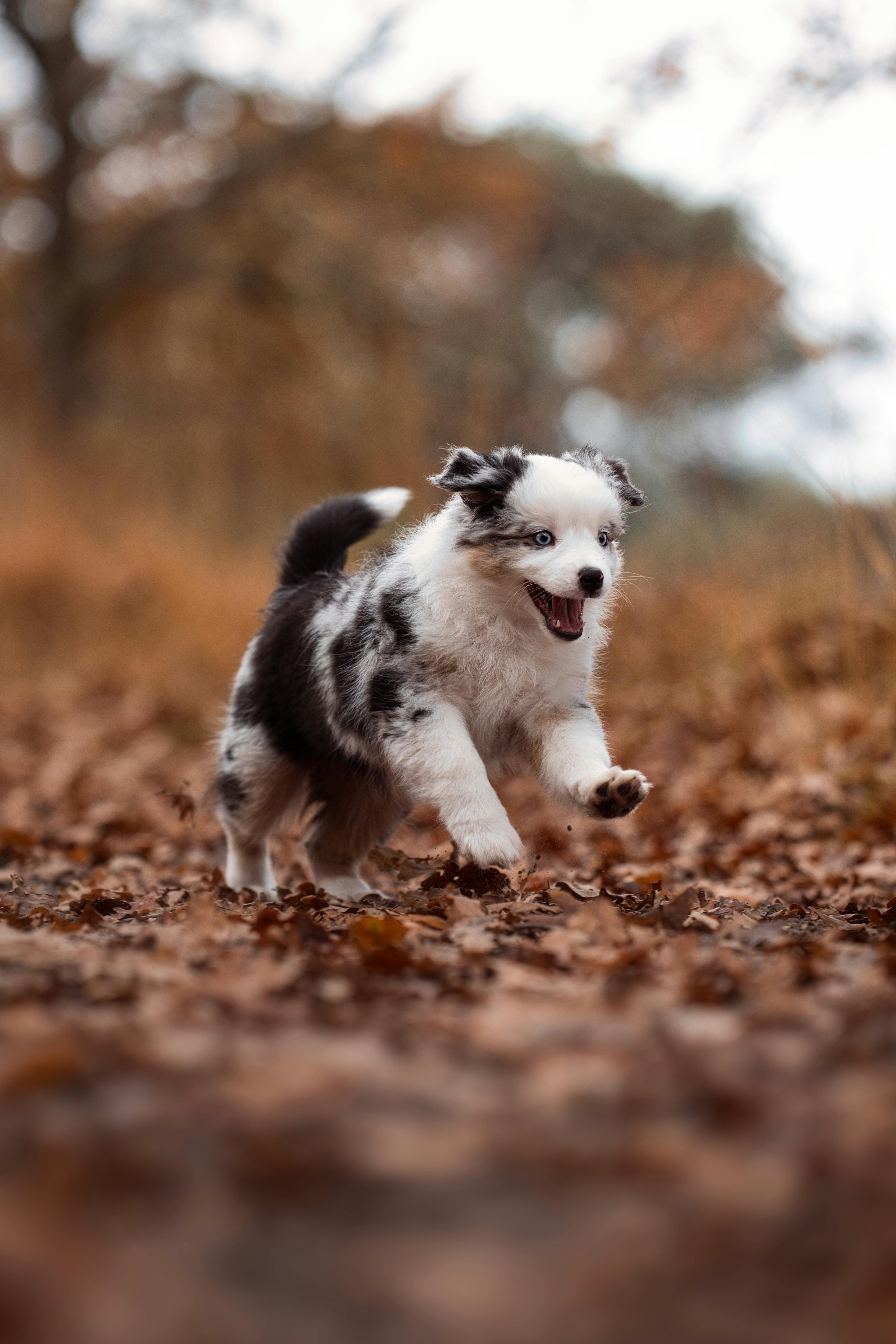 Energetic Border Collie puppy joyfully running through crisp autumn leaves outdoors.