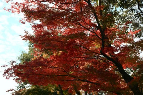 Free Beautiful red maple leaves in autumn create a vibrant natural scene. Stock Photo