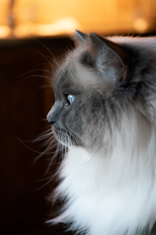 Free Side profile of a fluffy ragdoll cat indoors, with soft lighting. Stock Photo