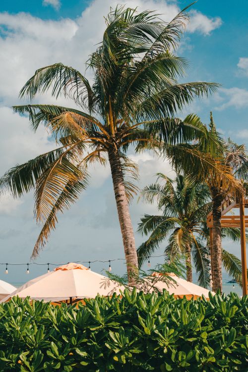 Free Sunny beach resort scene with palm trees and umbrellas under a clear sky. Stock Photo