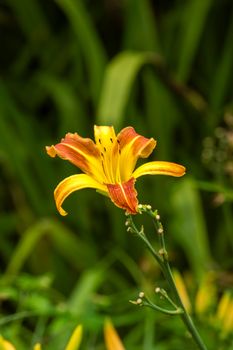 A stunning close-up of a vibrant daylily amidst lush greenery in Minas Gerais, Brazil.