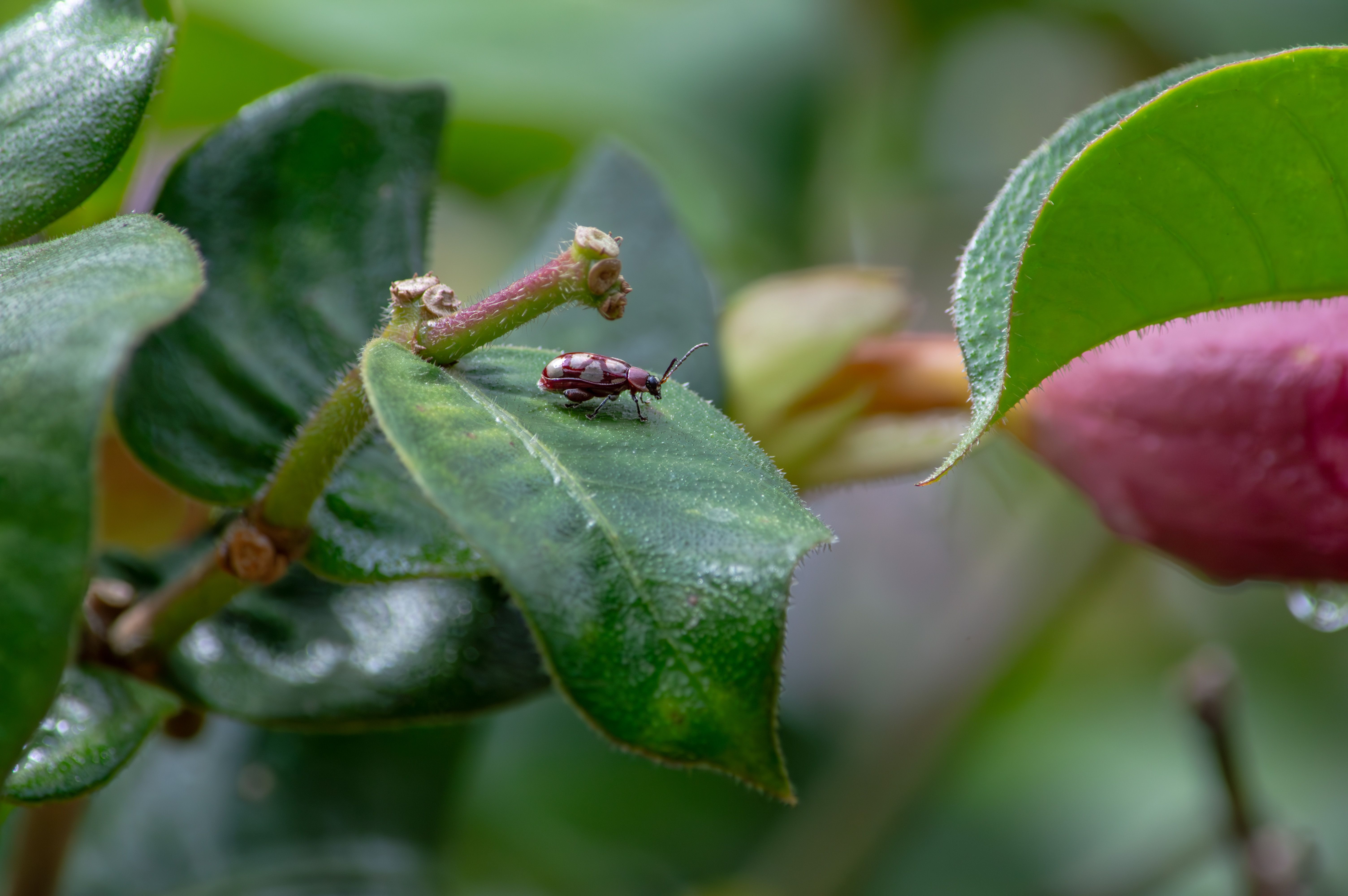 Close-up of Beetle on Leaf in Minas Gerais · Free Stock Photo